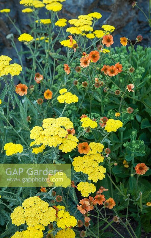 Achillea 'Moonshine' and Geum 'Totally Tangerine' in border