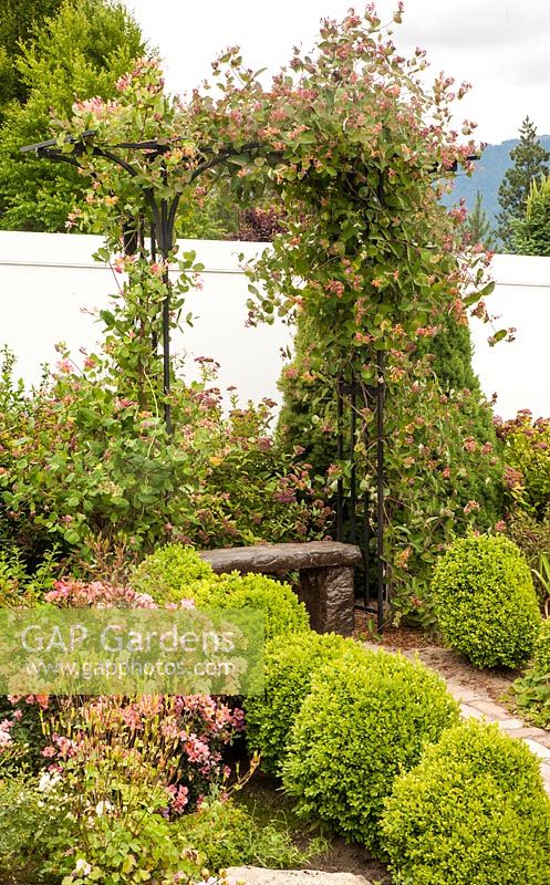 Mixed border with Buxus, Loniceera and Rosa 