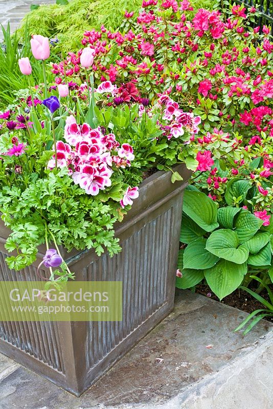 Mixed container next to flowerbed with Pelargonium, Hosta, Rhododendron, Tulipa 