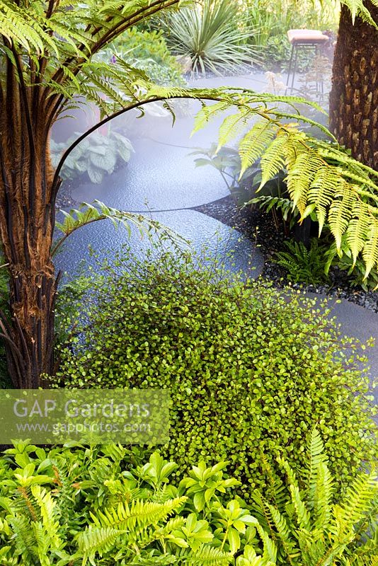 The Bowel Disease UK Garden for Crohn's Disease, Detail of hardy exotic planting including Dicksonia antarctica, Muehlenbeckia complexa, Pachysandra terminalis and Blechnum tabulare. Misty grey curving paved pathway leads to a seat in the background. RHS Hampton Court Flower Show in 2016