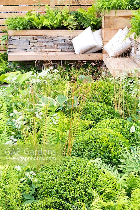 Inner City Grace, York stone and oak corner bench with white cushions provides a relaxing space in a city garden, surrounded by green planting including Hosta 'Patriot', Hosta 'Prince of Wales', box balls - Buxus sempervirens, Astrantia 'Great White' and Astrantia major 'Alba', Deschampsia cespitosa and Hakonechloa macra, and ferns Dryopteris filix-mas, Dryopteris erythrosora 'Brilliance', and Dryopteris affinis 'Cristata The King'. RHS Hampton Court Flower Show in 2016