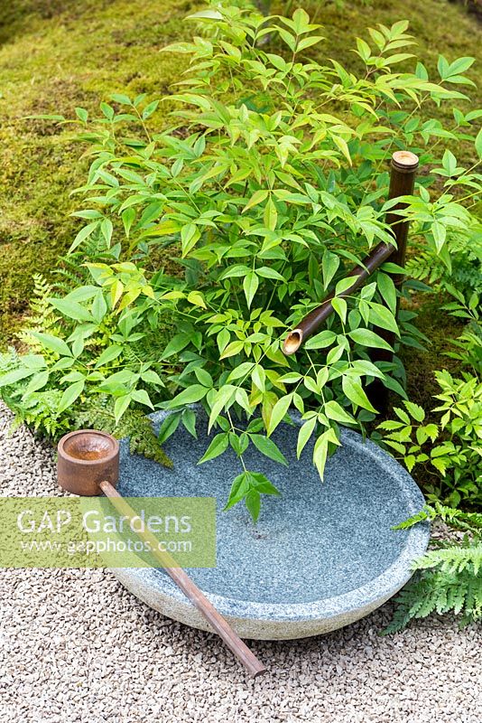Japanese Summer Garden, Traditional stone water basin and Kakei - bamboo spout for visitors to wash their hands. Surrounded by Nandina domestica with moss underplanting. RHS Hampton Court Flower Show in 2016
