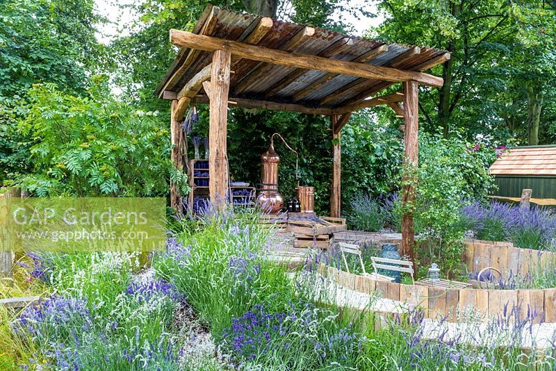 The Lavender Garden, view of garden with its rustic rough-hewn timber gazebo, approached by a circular, stepped gravel pathway. At the back, shelves of cut lavender drying and empty blue glass  bottles, as well as a copper still for extracting lavender oil. Lavenders include Lavandula angustifolia and L. x intermedia cultivars. RHS Hampton Court Flower Show in 2016