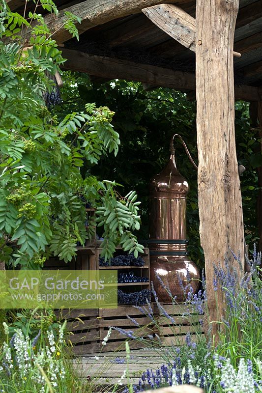 Detail of Shropshire Lavender's 'The Lavender Garden', showing the copper still used in the distillation process, bunches of dried lavender and blue glass bottles: designed by Paula Napper, Sara Warren and Donna King. Hampton Court Flower Show July 2016.