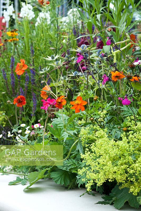 Close up of Beautiful Borders: 'New Horizons' Garden showing vibrant, colourful planting with penstemons, geums, cosmos, salvias and geraniums, fennel, alchemilla mollis, salvia, eryngium, epilobium and erigeron. Hampton Court Flower Show 2016.