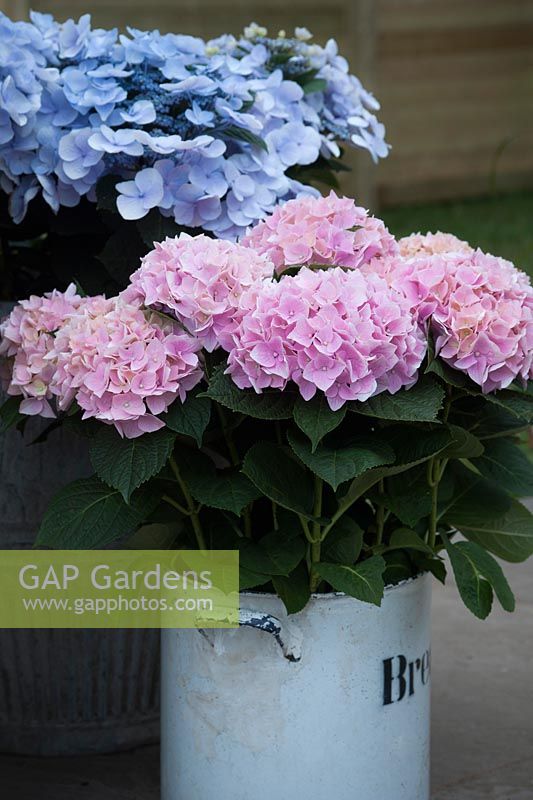 Vintage enamelled bread bin and dolly tub planted with blue and pink hydrangeas. Gabriel Ash Greenhouses. Hampton Court Flower Show, July 2016.