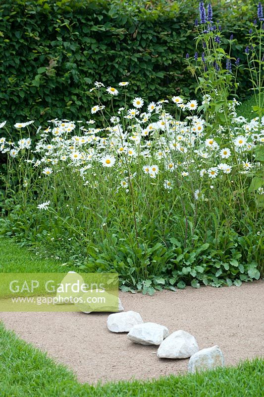 'The World Vision Garden' showing  attention to detail with carefully placed white stones on a strip of smoothly levelled, fine gravel with a backdrop ofclipped hornbeam, ox-eye daisies and deep blue agastache. RHS Hampton Court Flower Show, July 2016.