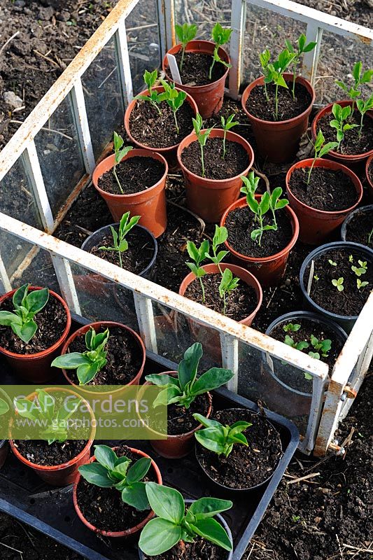 Traditional Victorian style cloche protecting pots of seedlings with broad bean seedlings in foreground, UK, March
