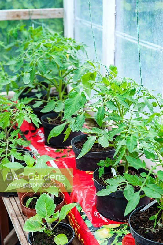 View of greenhouse interior showing Pepper, Aurbergines and Tomatoes in Growbags