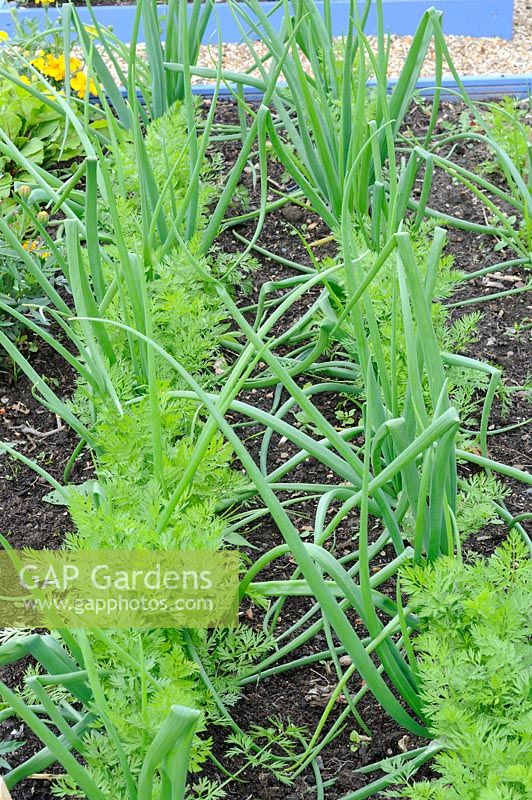 Companion planting of onions 'Red Baron' and 'Fen Globe' with carrots, 'Adelaide F1'.