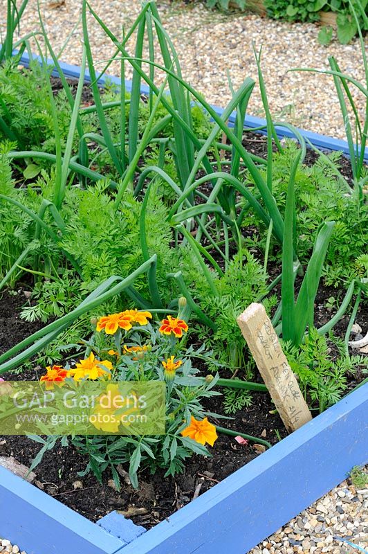 Companion planting of onions 'Red Baron' and 'Fen Globe' with carrots, 'Adelaide F1'.