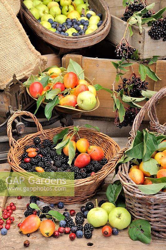 Selection of edible hedgerow fruits in baskets and trugs, Crab apples, Elder berries, sloes, blackberries, rosehips and hawthorn berries, Norfolk, UK, Spetember