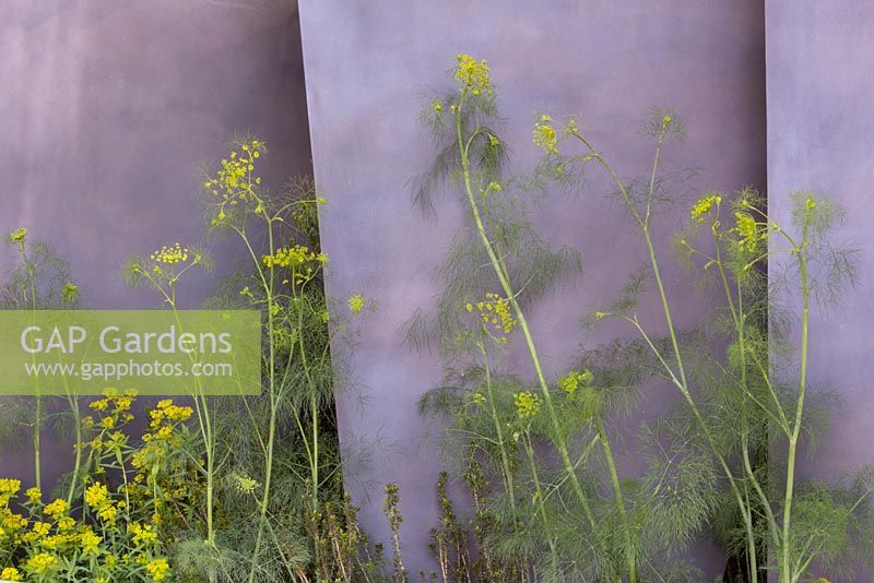 The Telegraph Garden, bronze coated fin panel screens with Ridolfia segetum. The Telegraph Garden. RHS Chelsea Flower Show 2016. Designer: Andy Sturgeon FSGD, Sponsor: The Telegraph