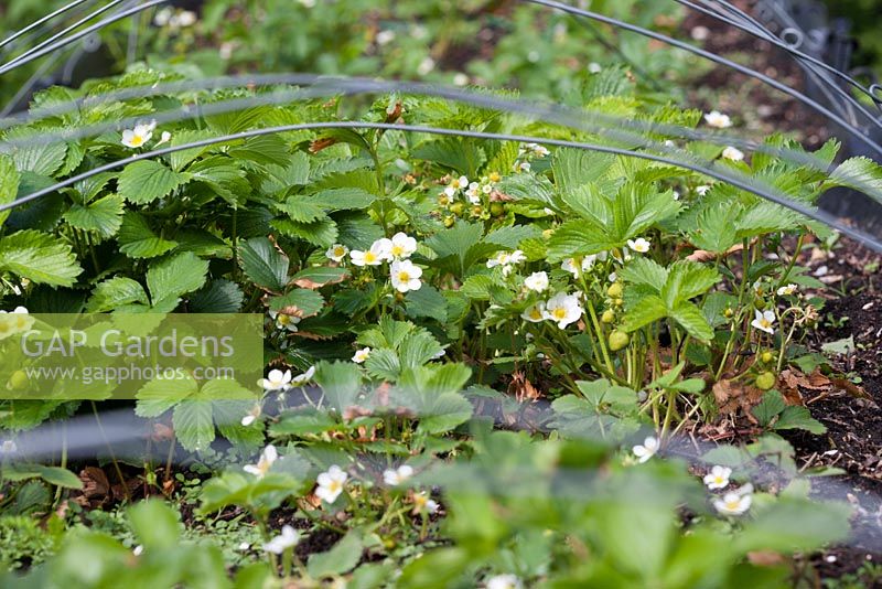 Fragaria x ananassa. Strawberries in raised bed, including 'Hapil' and 'Sonata'. Wires for netting against birds.