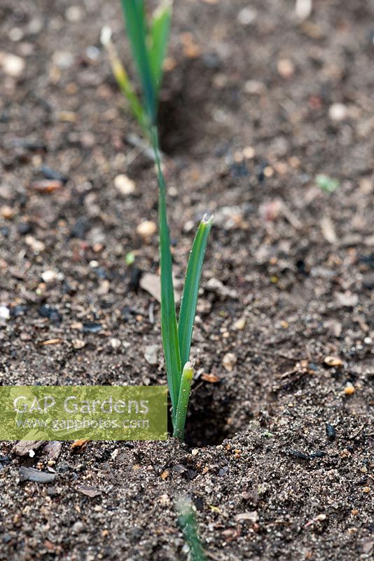 Transplanted leek seedling 'Giant Winter Vernal', with tops and roots trimmed to slow development, in order to produce staggered harvest. Hole allows leek to thicken to fill  without resistance.
