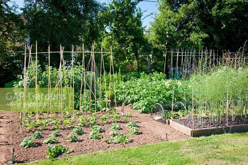 View of allotment. Cape gooseberry plants - Physalis peruviana syn. P. edulis in foreground with runner beans and broad beans behind.  Asparagus flowering, potatoes and spinach left to seed to right.