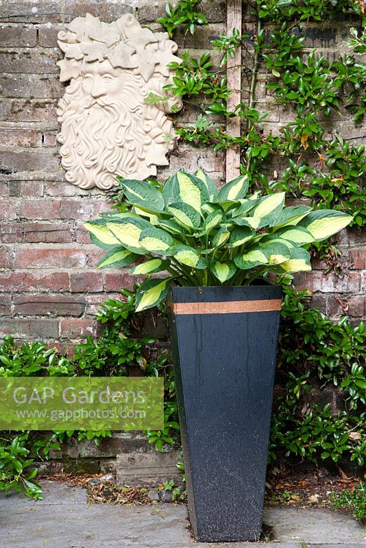 Variegated hosta in pot with copper tape to deter slugs and snails. Green man sculpture on wall behind.