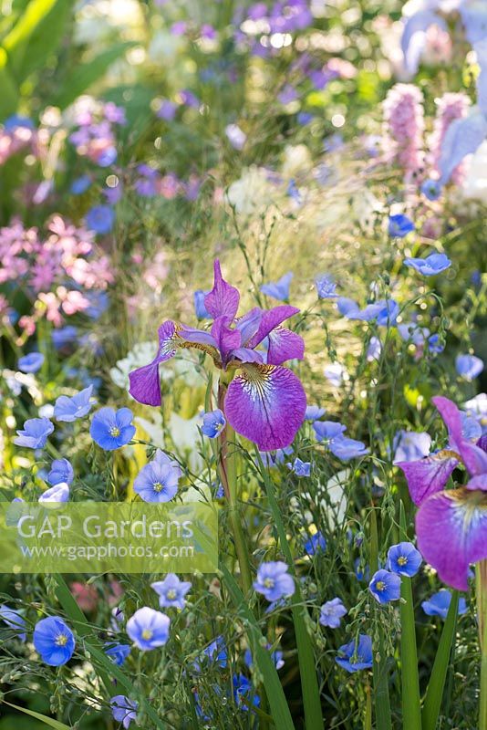 Iris sibirica 'Tamberg' with blue Flax flowers. RHS Chelsea Flower Show 2016. Designer: Hay Young Hwang, Sponsors: LG Electronics


