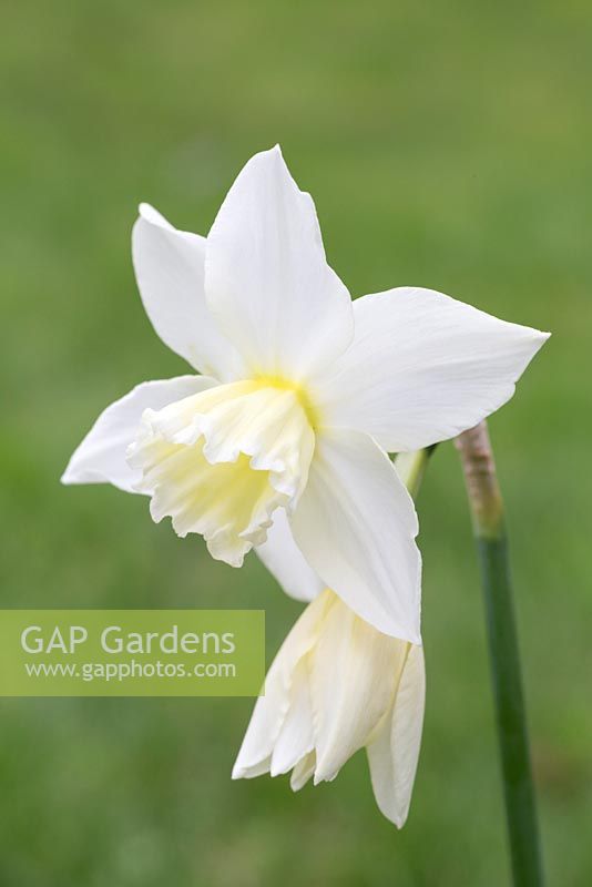 Narcissus 'Rippling Waters'