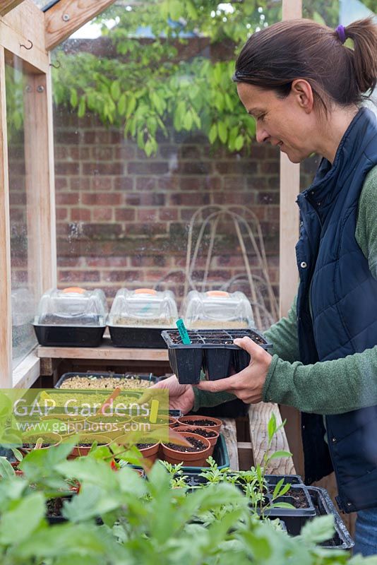 Placing tray of freshly sown Nasturtium 'Mahogany' seeds inside a greenhouse