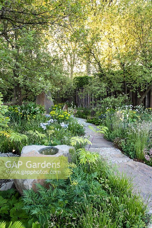 The M and G Garden, view of a stone and path surrounded by Molopospermum peloponnesiacum,  Quercus pubescens and woodland plants, RHS Chelsea Flower Show, 2016. 