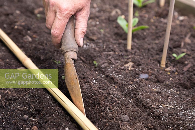 Using a garden cane guide and trowel to create a shallow trench before sowing Mesclun 'Sweet Salad Mix'. 
