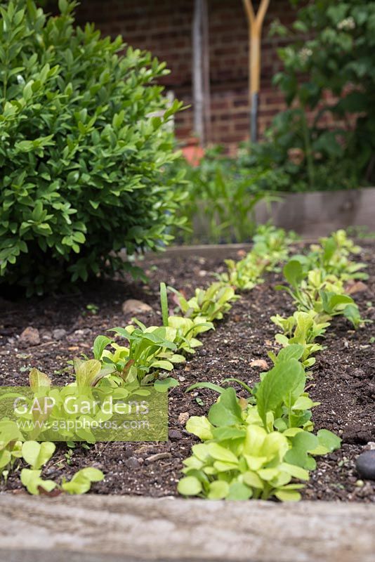 Mesclun 'Sweet Salad Mix' growing in rows in small potager border