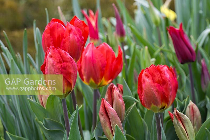 Tulipa 'Red Revival'