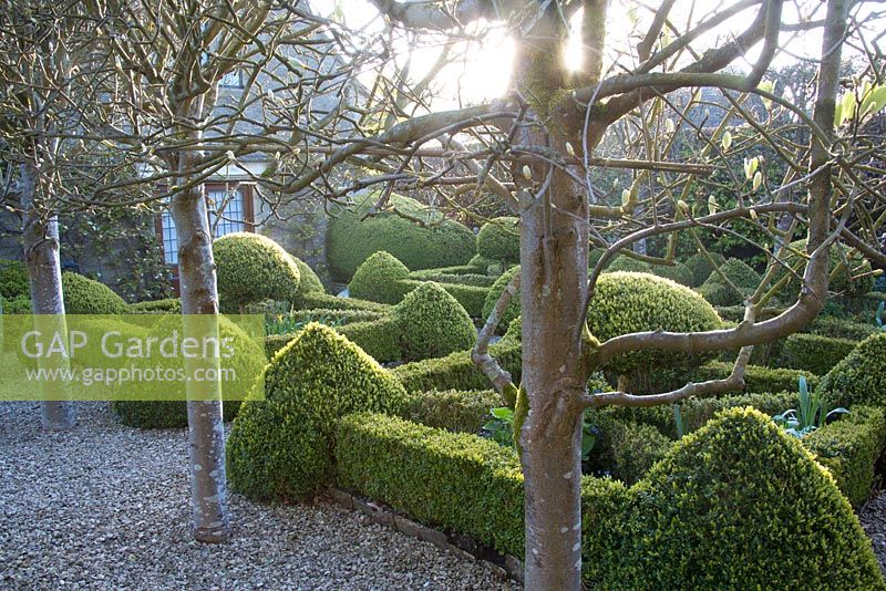 A view of the parterre by the house surrounded by pleached trees
