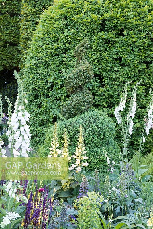 Spiral Buxus topiary, Digitalis purpurea f. albiflora and hedge of Carpinus betulis - The Harrods British Eccentrics Garden. RHS Chelsea Flower Show 2016, Designer: Diarmuid Gavin, Sponsor: Harrods