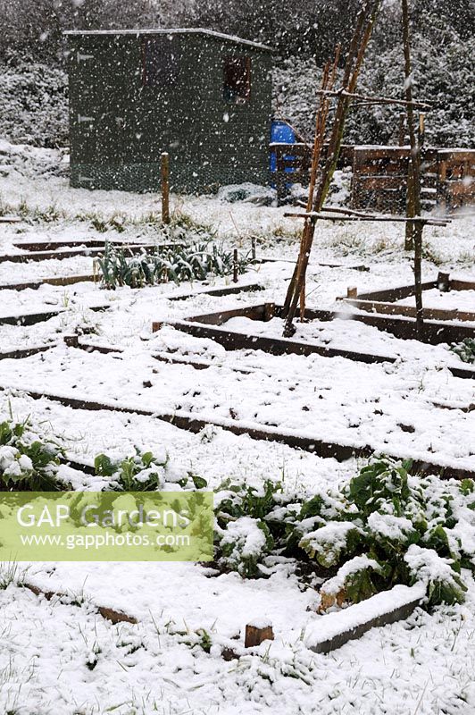 Rural allotment during snowfall with raised beds and winter vegetables, Norfolk, UK, February