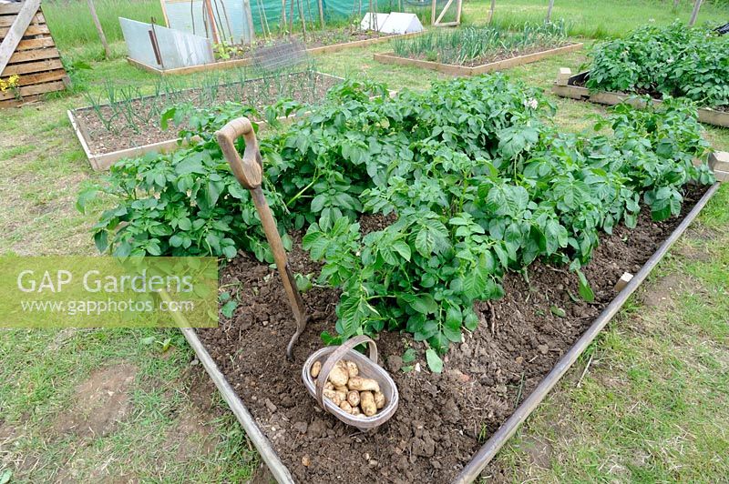First early new potatoes, 'Arran Pilot', freshly dug on small allotment plot