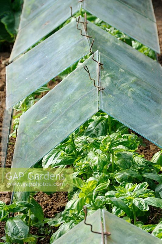 Garden Herbs, Basil, growing under glass cloches