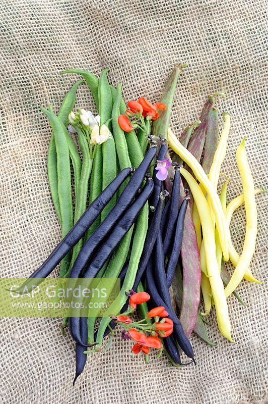 Selection of freshly picked french and runner beans, 'Sonesta', 'Purple Teepee', 'Borlotti' and 'Scarlet Runners' on hessian
