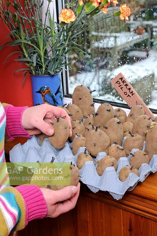 Woman placing Seed Potatoes 'Arran Pilot' to chit in an egg tray on the lounge windowsill, view outside to wintry garden, Norfolk, UK February