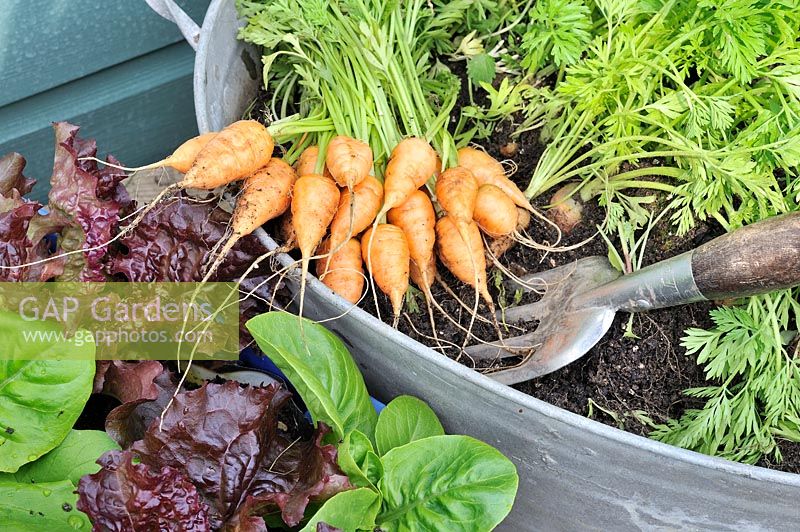 Container grown vegetables, Carrot 'Parmex', stump rooted variety, freshly picked and ready for cooking, Norfolk, UK, June