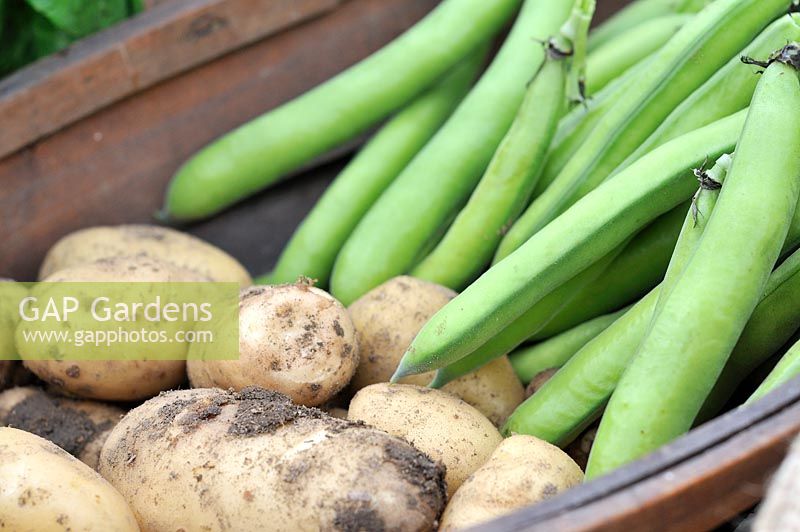 First of the summer Vegetables, First Early potatoes, 'Arran Pilot', and broad bean, 'Aquadulce Claudia' in rustic trug, Norfolk, UK, June