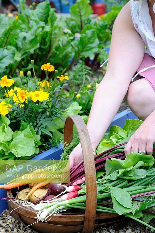 Early summer harvest of salad vegetables, woman hands placing beetroot into trug of potatoes, spring onions, carrots, radishes and lettuce, raised beds in background, UK, June