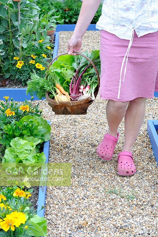 Woman walking through small vegetable plot with trug of potatoes, spring onions, carrots, radishes and lettuce, raised beds in background, UK, June