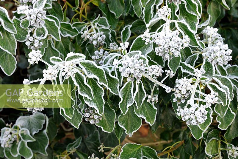 Hedera helix - Common Ivy, frosted in cold weather, Norfolk, UK, December 