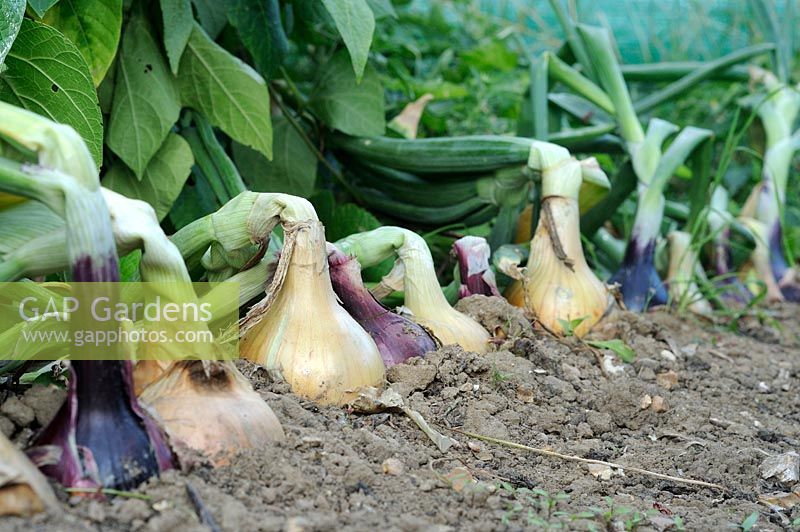 Allium - Maincrop onions ready for harvest, Norfolk, Uk, August