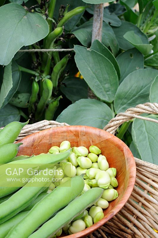 Home grown Broad beans 'Express' in basket with shelled beans, Norfolk, UK, June