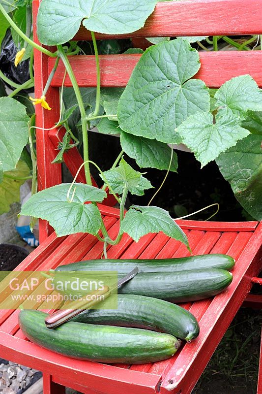 Greenhouse Cucumbers, 'Tiffany', freshly picked on red wooden chair, Norfolk, UK, August