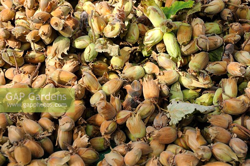 Cultivated Nuts, Kent cobnuts, drying on greenhouse staging, UK, September
