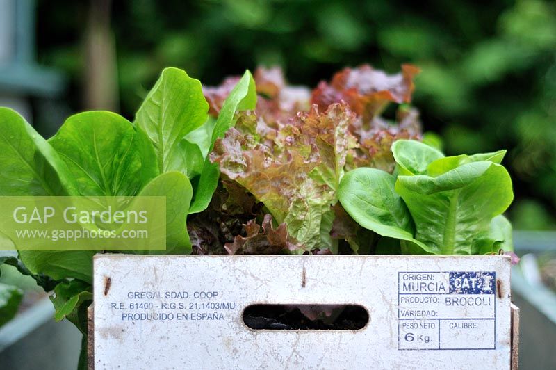lettuces growing in reclaimed grocery box, Norfolk, UK, June
