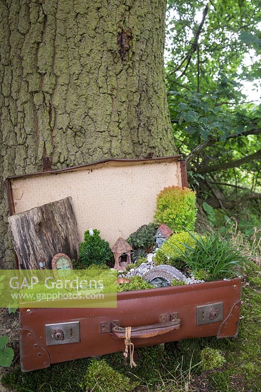 A miniature garden scene in a vintage suitcase made with Moss, decorative pebbles, seashells, animal and structure figurines, tree bark, small Conifers and LED lighting