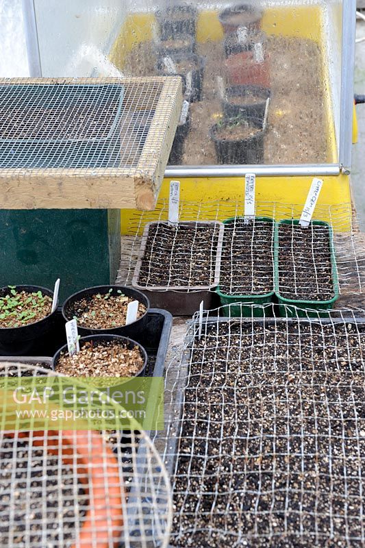 Greenhouse staging in spring, with trays of seeds covered with mesh to prevent mice damage, propagator in background, Norfolk, UK, March