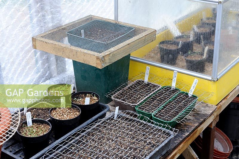 Greenhouse staging in spring, with trays of seeds covvered with mesh to prevent mice damage, propagator in background, Norfolk, UK, March