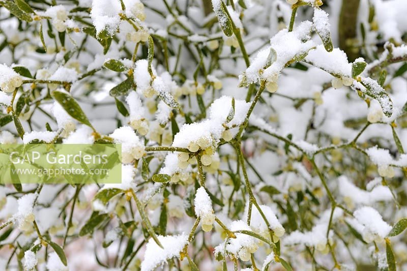 Viscum album - Mistletoe, with covering of snow, Norfolk, UK, December
