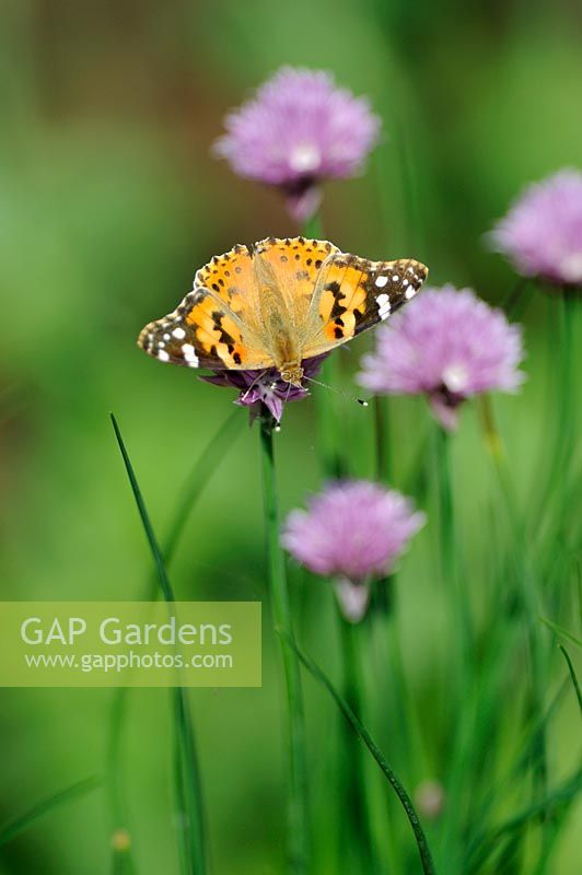Butterfly, Painted lady - Vanessa cardui feeding on chive flowers, UK, June